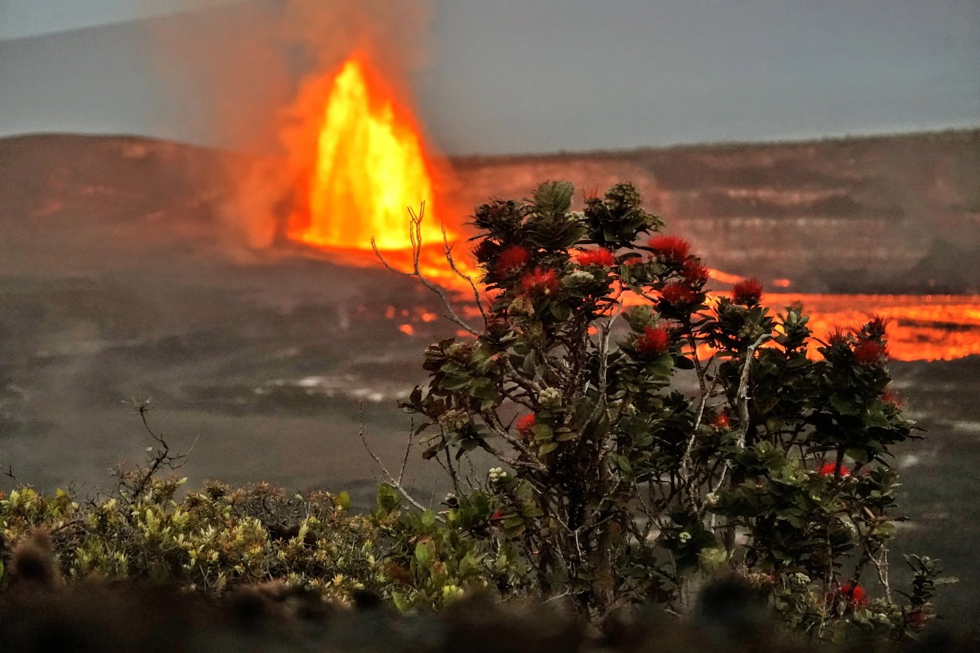 A lava fountain at Kīlauea at dusk, with ʻōhiʻa lehua blossoms in the foreground